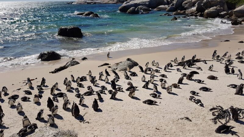 Cape Point & Penguins: Private Cape Peninsula Tour. - What to Expect and Why It Matters