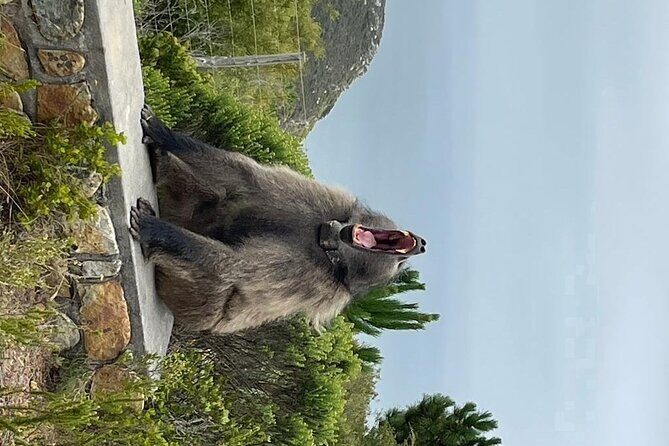 Cape Point, Penguins & Wine Tasting In Constantia Full Day Tour - Who This Tour Is Best For