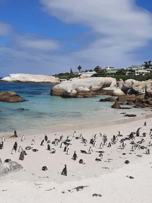 Cape Point: Private Tour incl surfing & penguins at Boulders - FAQ