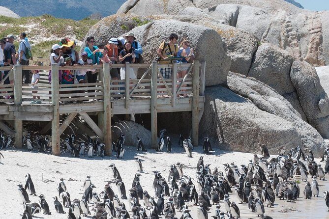 Cape Point Sightseeing Tour including Cape of Good Hope full day from Cape Town - A Complete Breakdown of the Experience