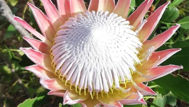 Cape Road Trip, Kirstenbosch Gardens Tour, 3-Course Lunch - Exploring the Tour Itinerary: What You Can Expect