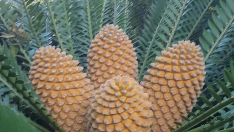 Cape Road Trip, Kirstenbosch Gardens Tour, 3-Course Lunch - Why This Tour Offers Good Value