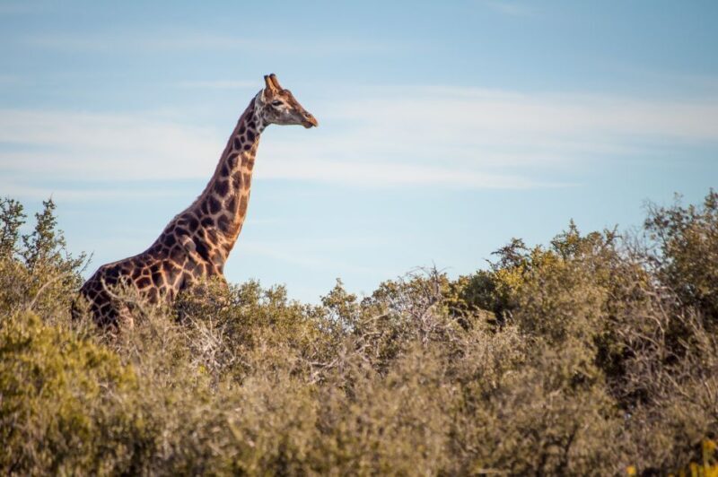 Cape Town: 2-Day Wildlife Tour with Safaris and Luxury Stay - FAQ