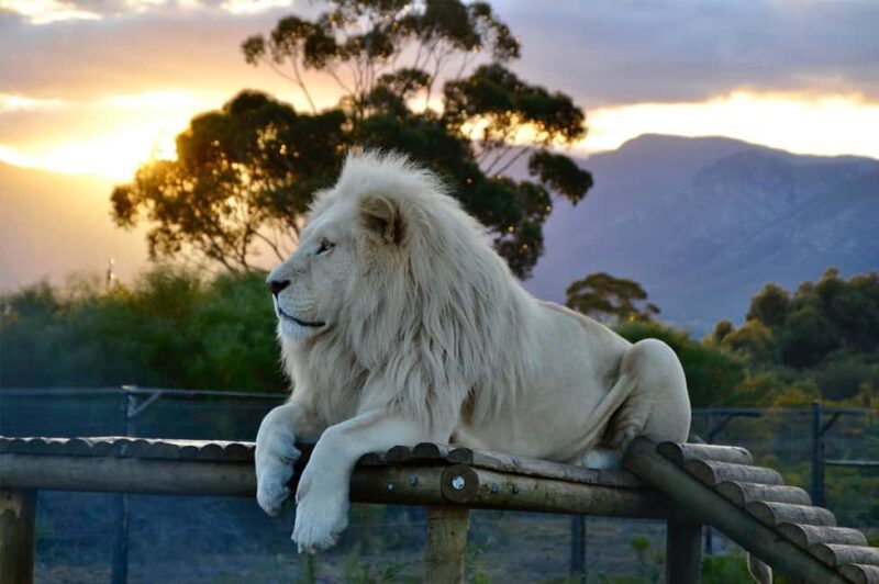 Cape Town: 2-Day Wow : Hermanus, Penguins & optional Zipline - Key Points
