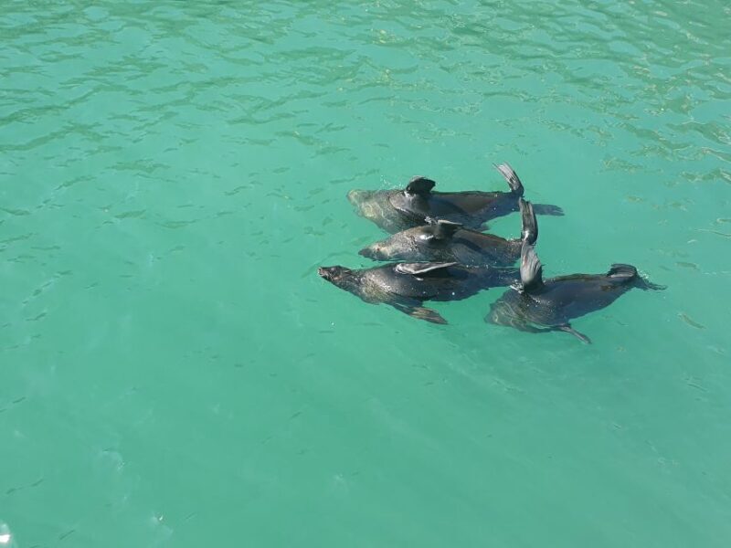 Cape Town: 30 Minute Harbour Boat Cruise with Seal Watching - What to Expect from the Harbour Boat Cruise