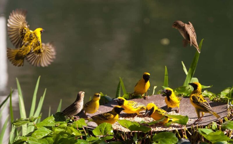 Cape Town: 4-Day Garden Route Private Tour with Accomodation - Key Points