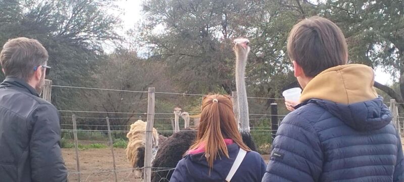 Cape Town: 5-Day Garden Route &Addo Elephant Port Elizabeth - Who Will Love This Tour?