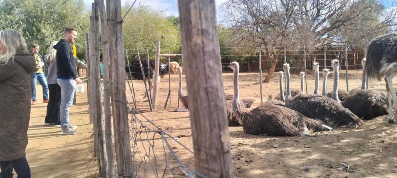 Cape Town: 5-Day Garden Route &Addo Elephant Port Elizabeth - FAQs