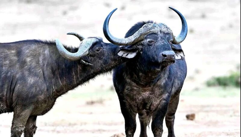 Cape Town: 5-Day Garden Route &Addo Elephant Port Elizabeth - Final Thoughts