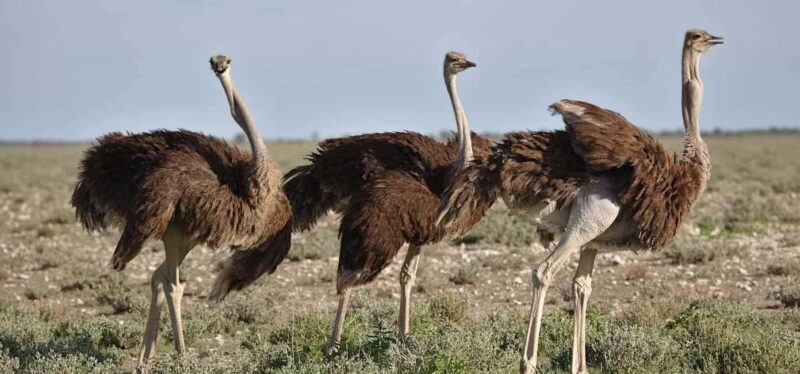 Cape Town: 7-Day Garden Route Safari Adventure - Day 3: Cultural & Natural Wonders in Oudtshoorn and Knysna