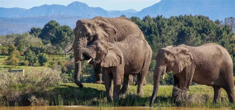 Cape Town: 7-Day Small Group Experience of the Garden Route - Discovering the Garden Route: A Journey of Spectacular Views and Unique Encounters