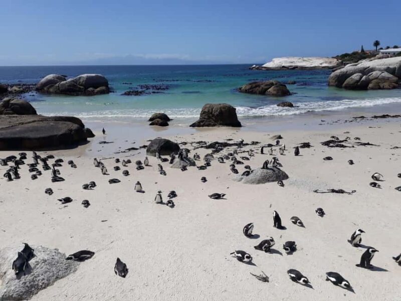 Cape Town: 9-hour Cape Point Private Guided Cycling Tour - Why Choose the Cape Point Cycling Tour?