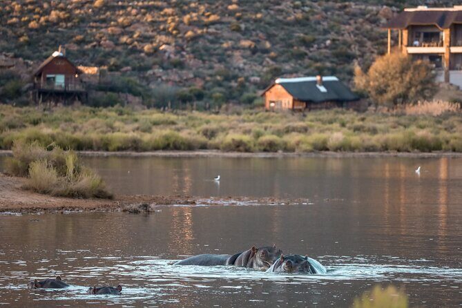 Cape Town Aquila Afternoon Safari with transport and lunch - How the Tour Works: From Pickup to Return