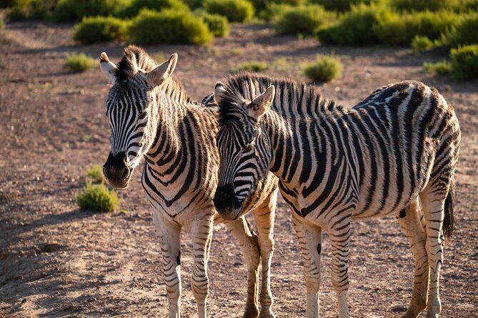 Cape Town Aquila Afternoon Safari with transport and lunch - The Value Proposition
