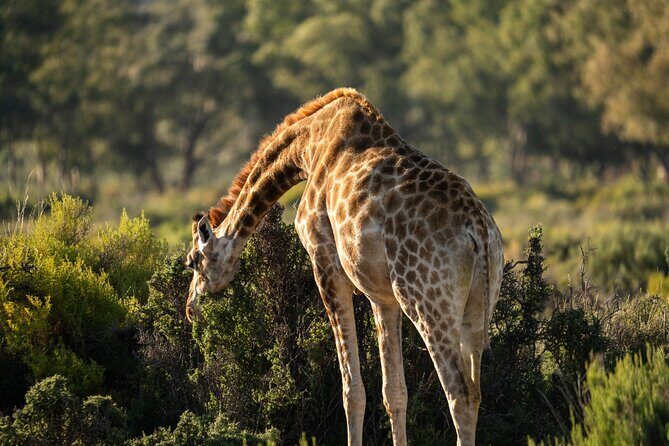 Cape Town Aquila Afternoon Safari with transport and lunch - FAQ