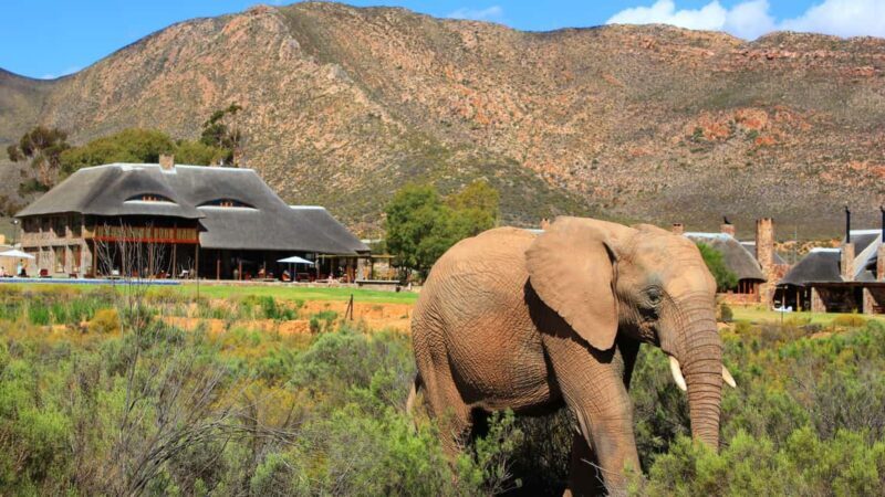 Cape Town: Aquila Big Five Safari with Transfers - An Honest Breakdown of the Tour Experience