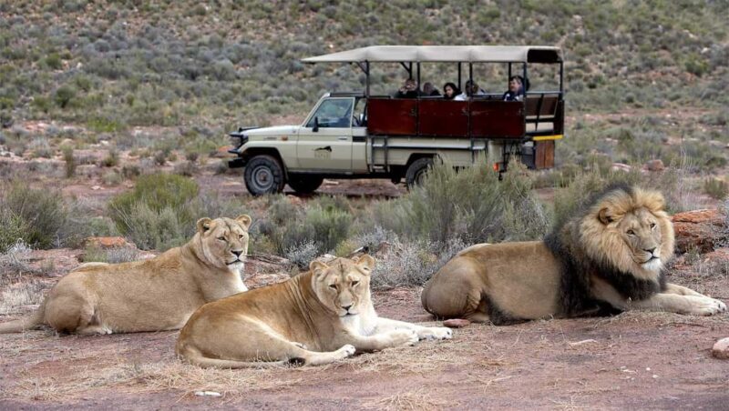Cape Town: Aquila Big Five Safari with Transfers - FAQ