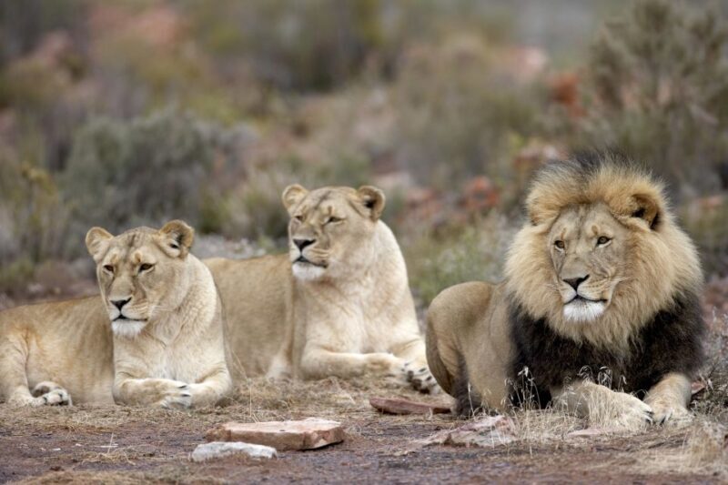 Cape Town: Aquila Game Reserve Day Entrance & Game Drive - What to Expect on Your Day at Aquila