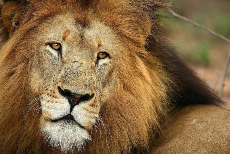 Cape Town: Aquila Game Reserve Safari with Breakfast & Lunch - What to Expect from the Full-Day Safari