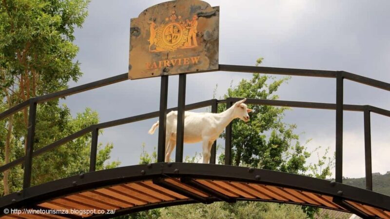 Cape Town: Aquila game Reserve Safari with Wine tasting - Final Thoughts