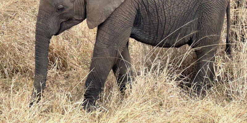 Cape Town: Aquila Game Reserve Sunset Game Drive - Key Points