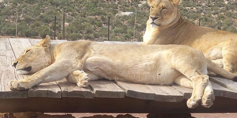 Cape Town: Aquila Game Reserve Sunset Game Drive - An Introduction to the Aquila Sunset Game Drive