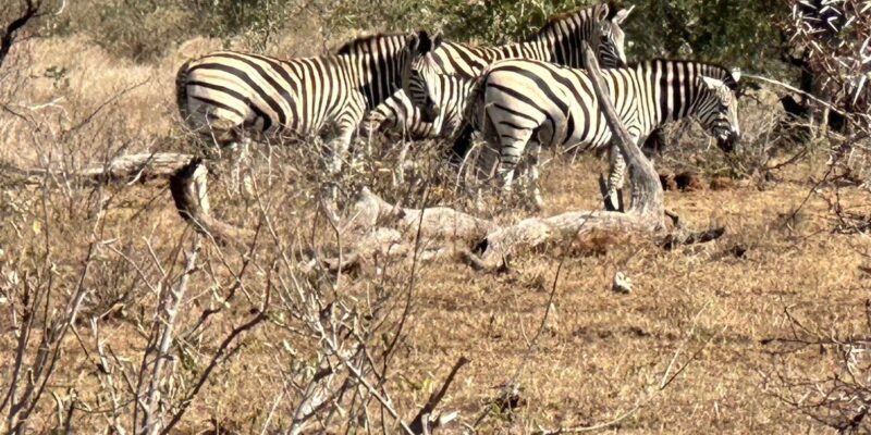 Cape Town: Aquila Game Reserve Sunset Game Drive - The Value of This Experience