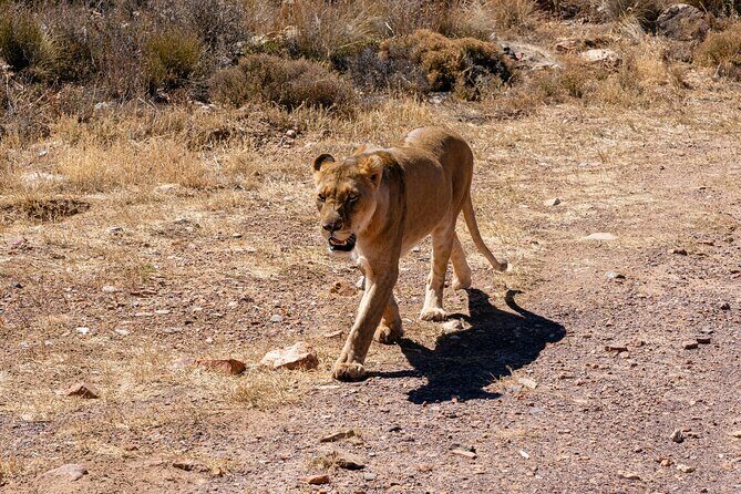 Cape Town Aquila Private Game Reserve Big Five Safari Adventure - Key Points