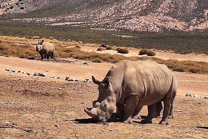 Cape Town Aquila Private Game Reserve Big Five Safari Adventure - Final Thoughts: Who Is This Safari Perfect For?
