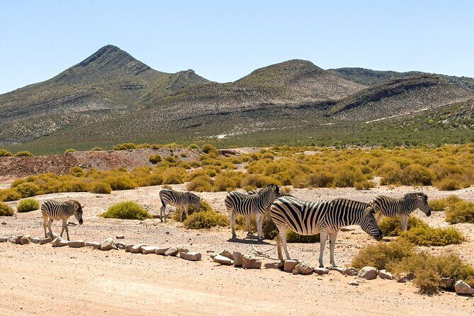 Cape Town Aquila Private Game Reserve Big Five Safari Adventure - FAQ