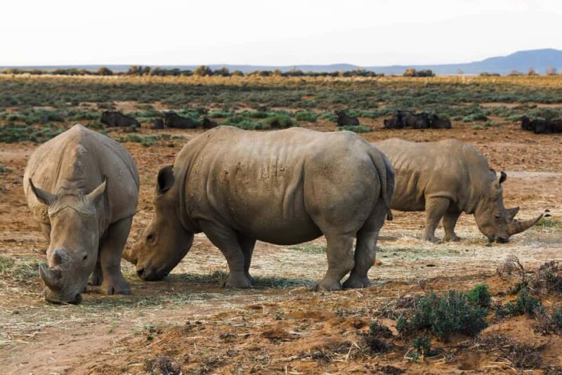Cape Town: Aquila Private Game Reserve Sunset Safari - Cape Town: Aquila Private Game Reserve Sunset Safari – A Practical Guide