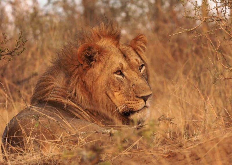 Cape Town: Aquila Private Game Reserve Sunset Safari - Key Points