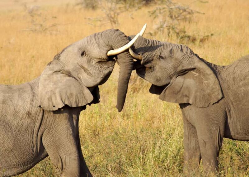 Cape Town: Aquila Private Game Reserve Sunset Safari - What’s Included & What’s Not