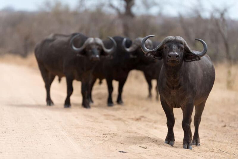 Cape Town: Aquila Private Game Safari with breakfast & lunch - A Practical Guide to the Aquila Private Game Safari