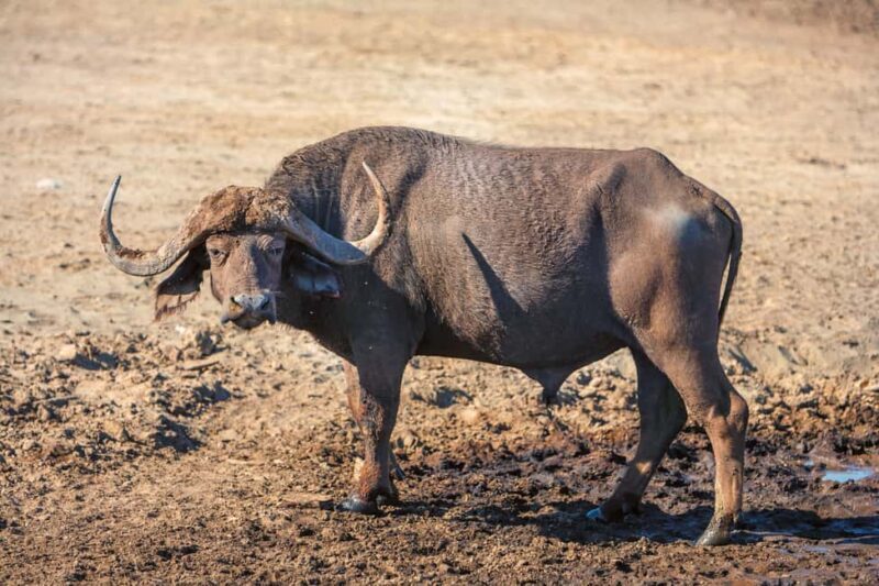Cape Town: Aquila Private Game Safari with breakfast & lunch - Authentic Insights from Travelers  