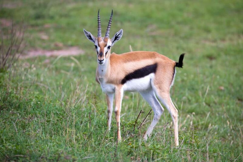 Cape Town: Aquila Private Game Safari with breakfast & lunch - The Sum Up  