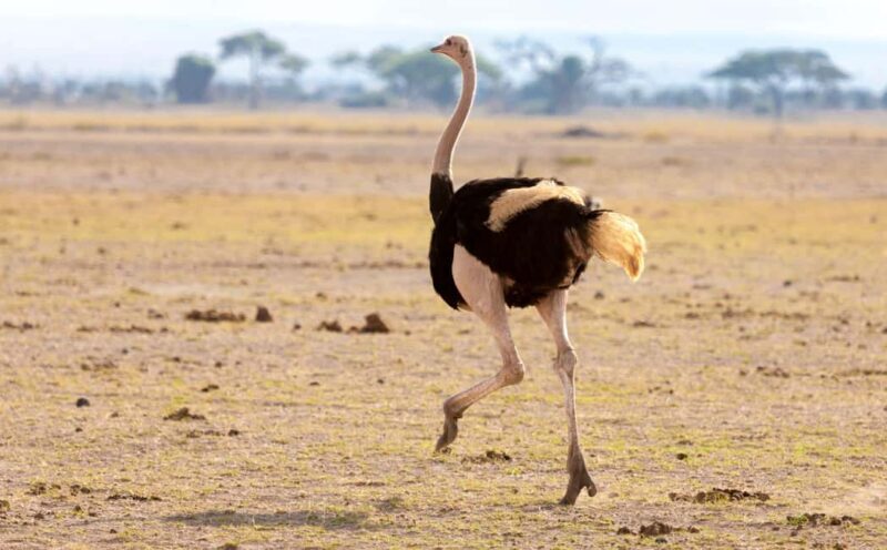 Cape Town: Aquila Private Game Safari with breakfast & lunch - FAQ