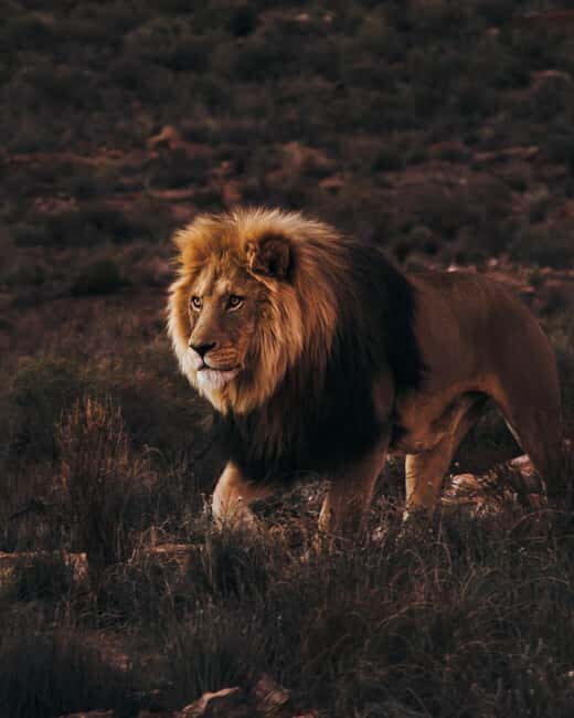 Cape Town: Aquila Reserve Safari with Lunch and Winery Visit - Key Points