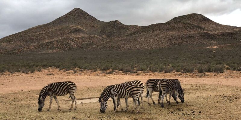 Cape Town: Aquila Reserve Safari with Lunch and Winery Visit - Final Thoughts