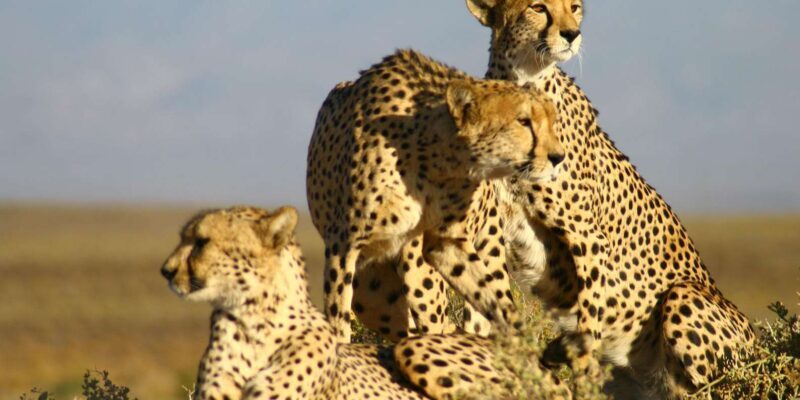 Cape Town: Aquila Reserve Safari with Lunch and Winery Visit - Source