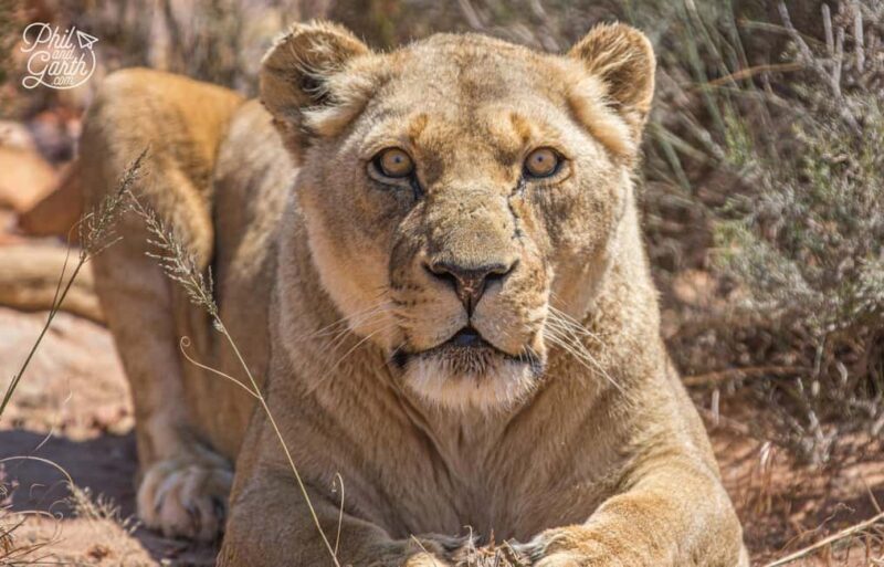 Cape Town: Aquila Reserve safari with lunch & wine tasting - An Authentic Safari Day Near Cape Town
