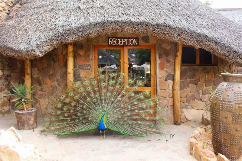 Cape Town: Aquila Reserve safari with lunch & wine tasting - Why You Should Consider This Tour