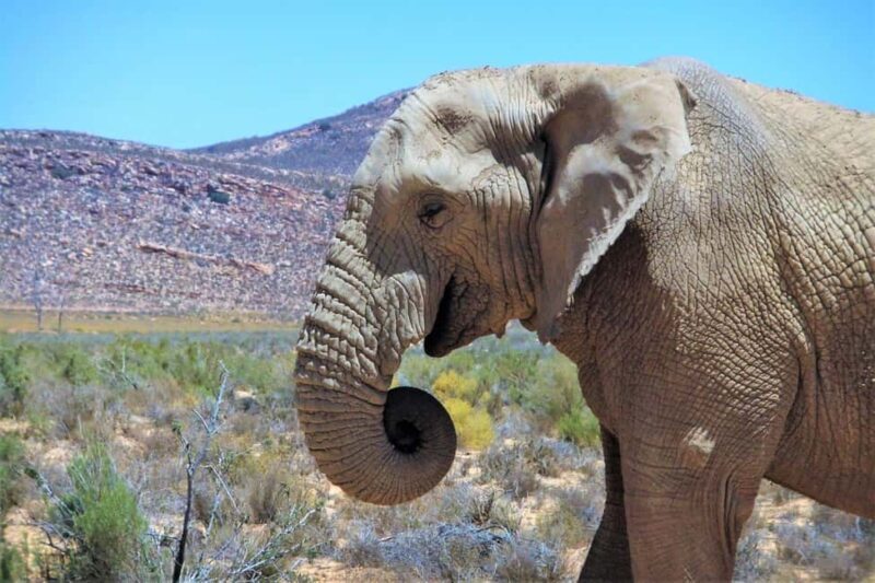 Cape Town: Aquila Reserve safari with lunch & wine tasting - FAQ