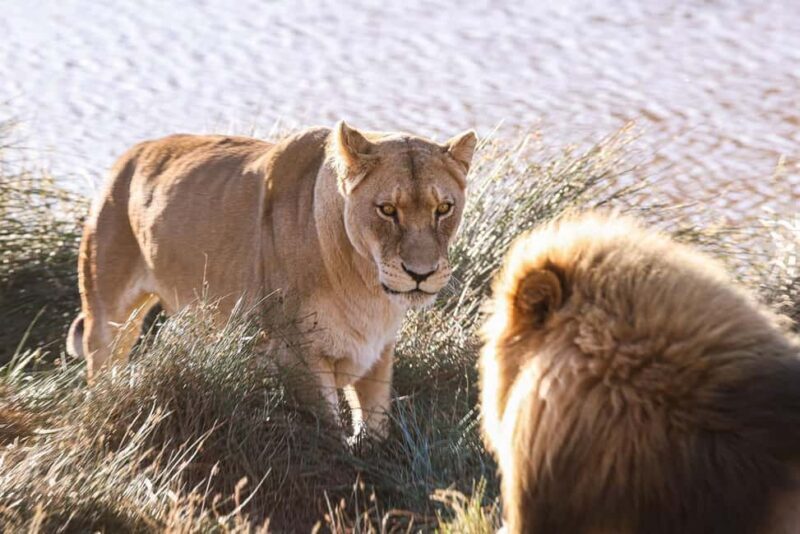 Cape Town: Aquila Safari Game Drive with Lunch and Wine - An Honest Look at the Tour Experience