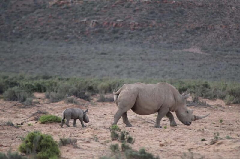 Cape Town: Aquila Safari Game Drive with Lunch and Wine - Why This Tour Offers Great Value