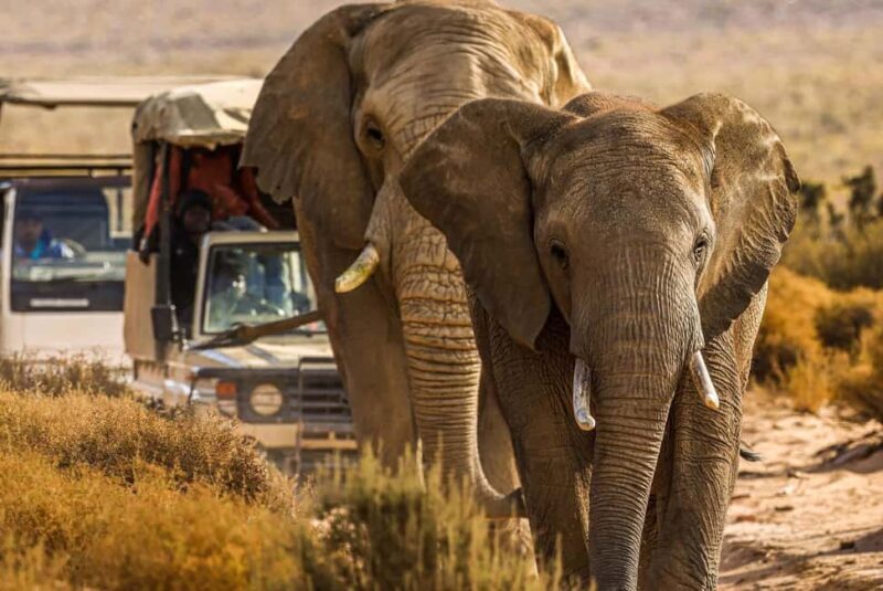 Cape Town: Aquila Safari Game Drive with Lunch and Wine - Who Is This Tour Best For?