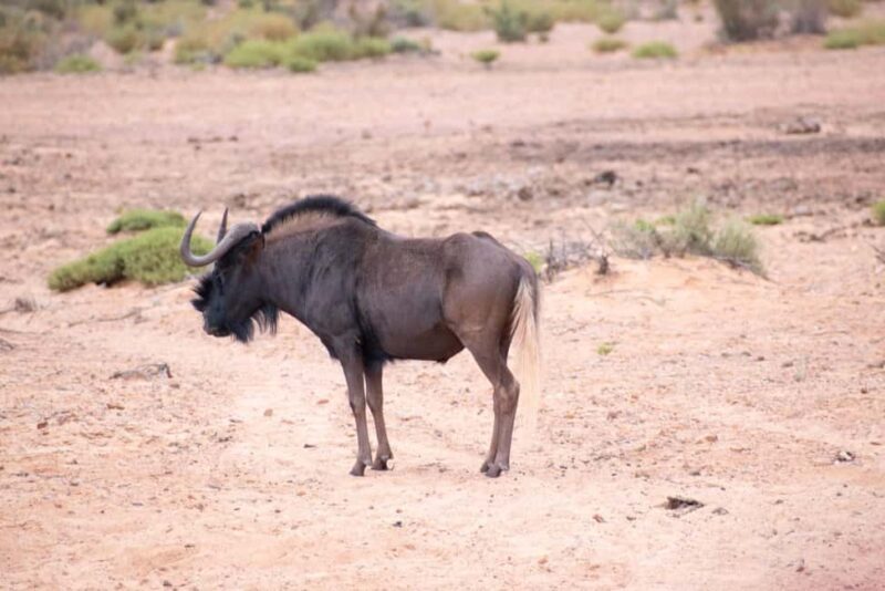 Cape Town: Aquila Safari Game Drive with Lunch and Wine - The Sum Up