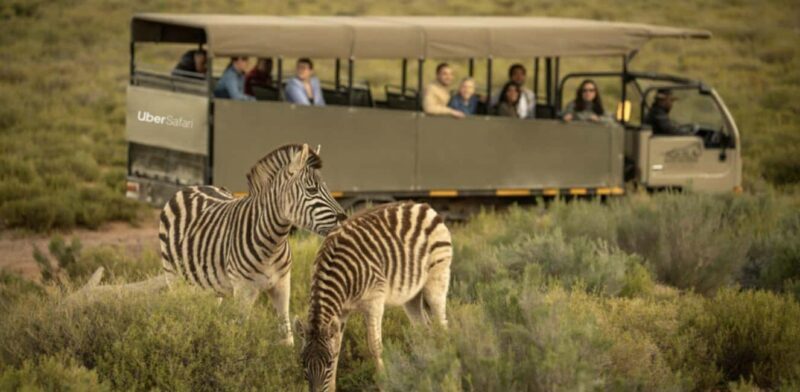 Cape Town: Aquila Safari Game Drive with Lunch and Wine - FAQ