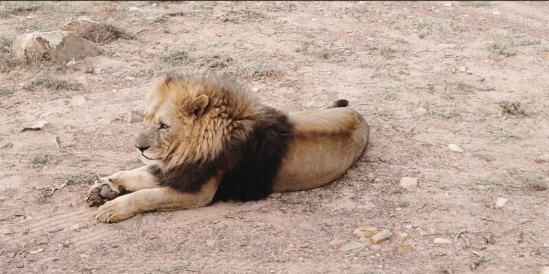 Cape Town - Aquila Safari - FAQ