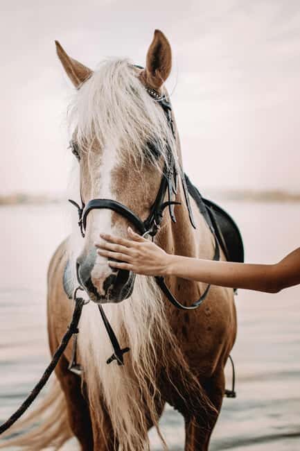 Cape Town: Beach Horse Ride + Wine Tour + Lunch + Pick-Up - Who Will Love This Tour?